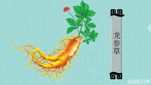 龍須參