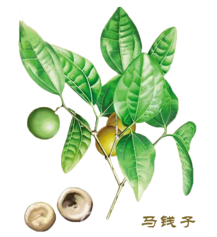 馬錢子
