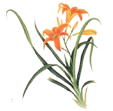 萱草花