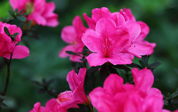 杜鵑花