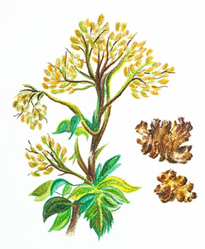 川芎