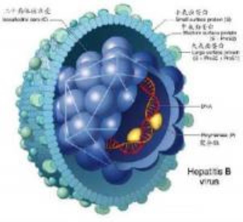 美國(guó)勞斯首次提出癌腫瘤是病毒所致