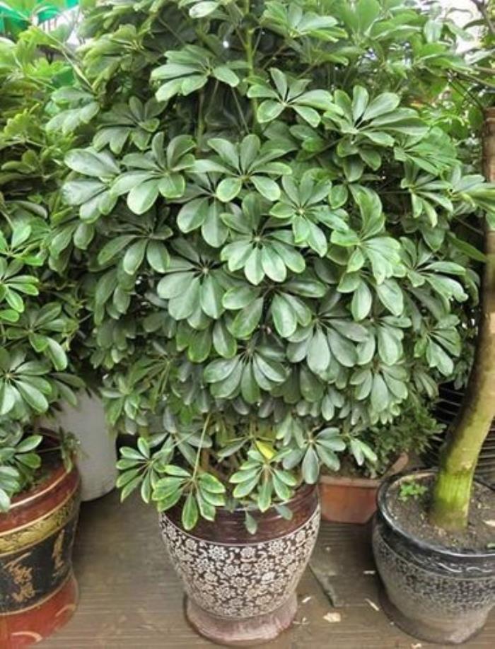怎么選擇好的風水旺財屋子 客廳放什么植物旺財