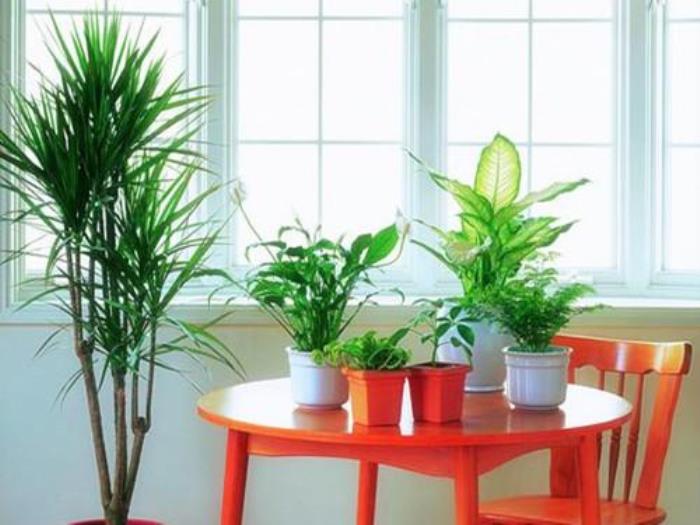 綠植擺放的風(fēng)水禁忌 臥室植物擺放風(fēng)水禁忌