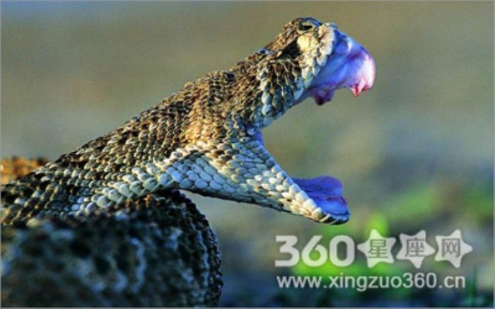 解夢(mèng)吉兇:飛禽走獸蟲(chóng)蛇 周公解夢(mèng)夢(mèng)見(jiàn)飛禽走獸