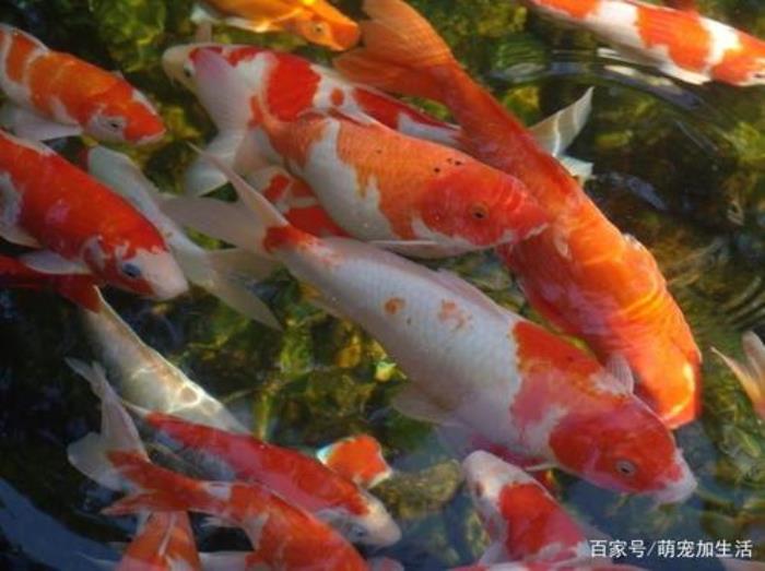 養(yǎng)魚風(fēng)水的六大忌諱 承包魚塘養(yǎng)魚賺錢嗎