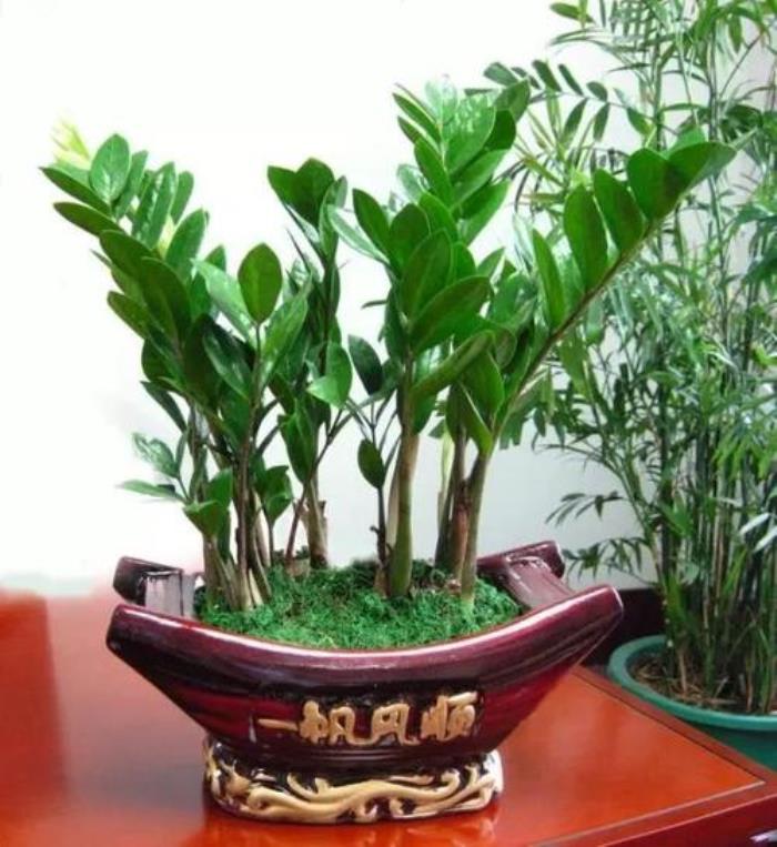 風水催旺事業(yè)的物件是什么 旺財旺宅旺事業(yè)的植物