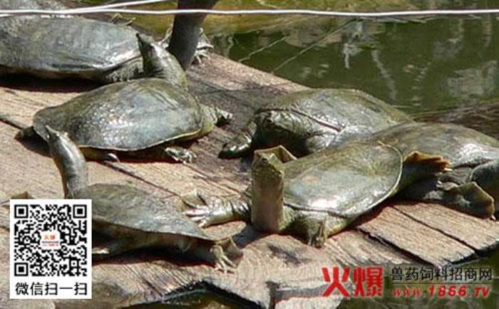 夢(mèng)見鱉、甲魚 做夢(mèng)夢(mèng)到甲魚和魚是什么意思