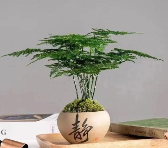 辦公室旺事業(yè)的植物有哪些 辦公室放點(diǎn)什么植物財(cái)運(yùn)好