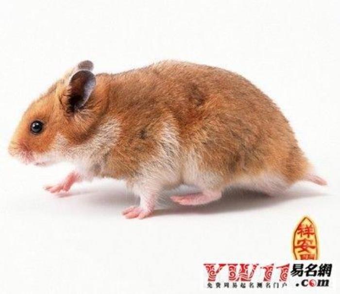 屬鼠B血型的人性格與事業(yè)姻緣怎么樣 性格與事業(yè)姻緣