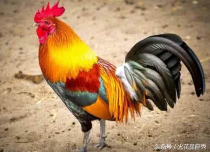 屬雞的富豪出生月份 屬雞幾月的是鳳凰命