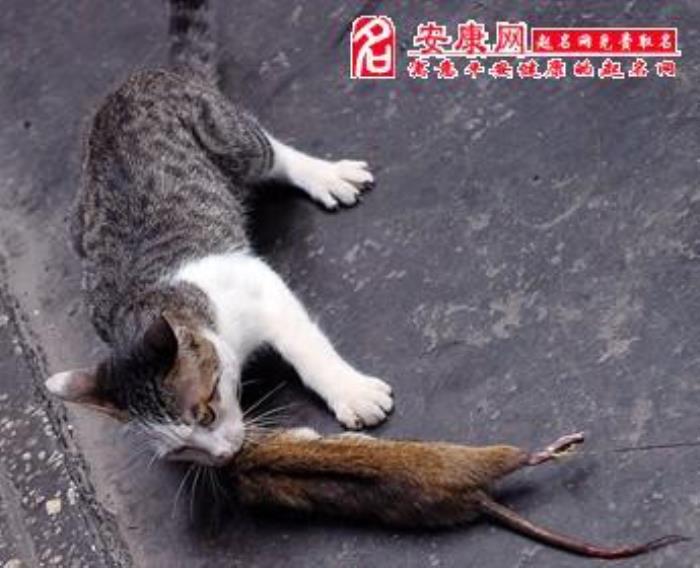 夢(mèng)見(jiàn)用腳把老鼠踩死 已婚婦女夢(mèng)見(jiàn)打死老鼠
