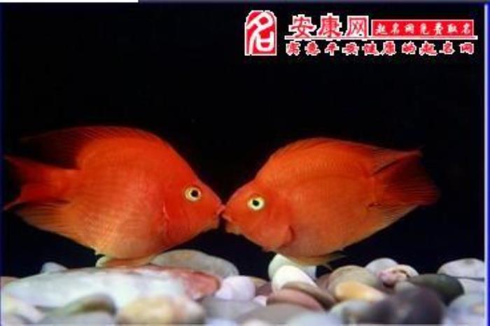 夢(mèng)見紅魚 孕婦夢(mèng)見紅魚是什么意思