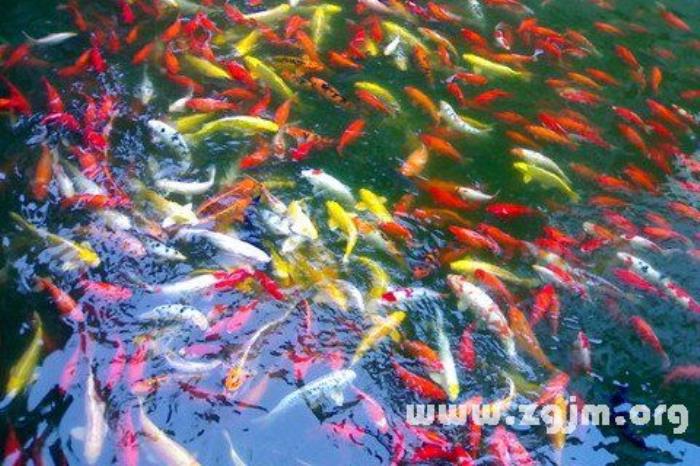 夢(mèng)見(jiàn)鯉魚(yú) 夢(mèng)見(jiàn)鯉魚(yú)是胎夢(mèng)嗎