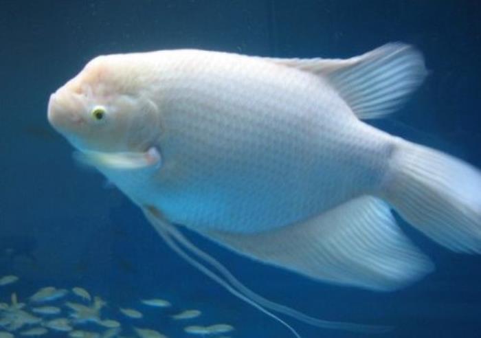 養(yǎng)什么魚招財(cái)旺運(yùn) 帶什么招財(cái)旺運(yùn)
