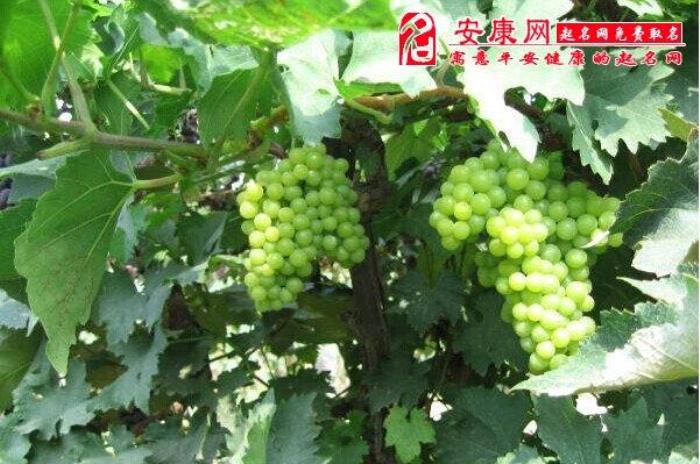 已婚女人夢(mèng)見買葡萄 已婚女人夢(mèng)見吃葡萄買葡萄