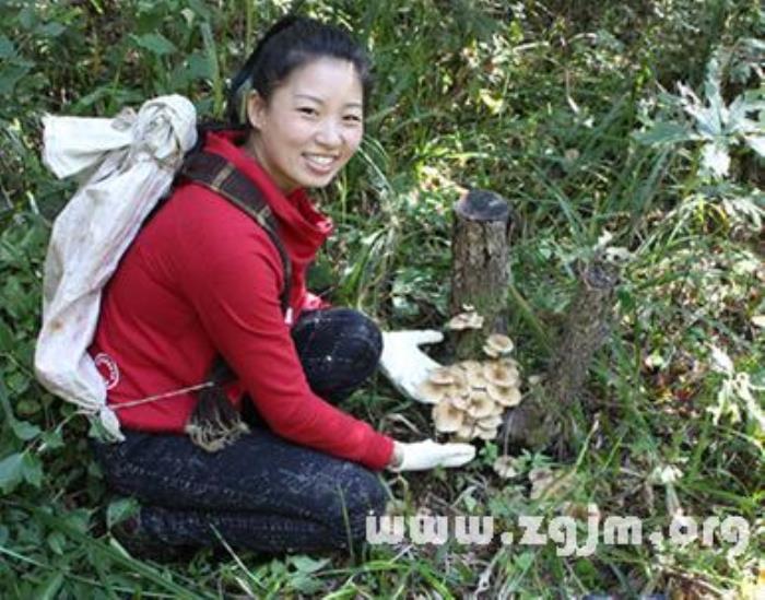 夢見撿蘑菇是什么預(yù)兆 夢見和別人一起搶著采蘑菇