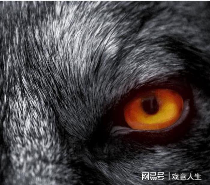 狼眼的性格和運勢好不好呢 天生白眼狼是什么樣的人