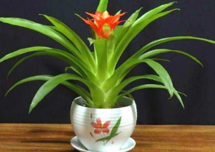 好風(fēng)水好房屋能發(fā)財?shù)?鴻運當(dāng)頭擺放風(fēng)水禁忌