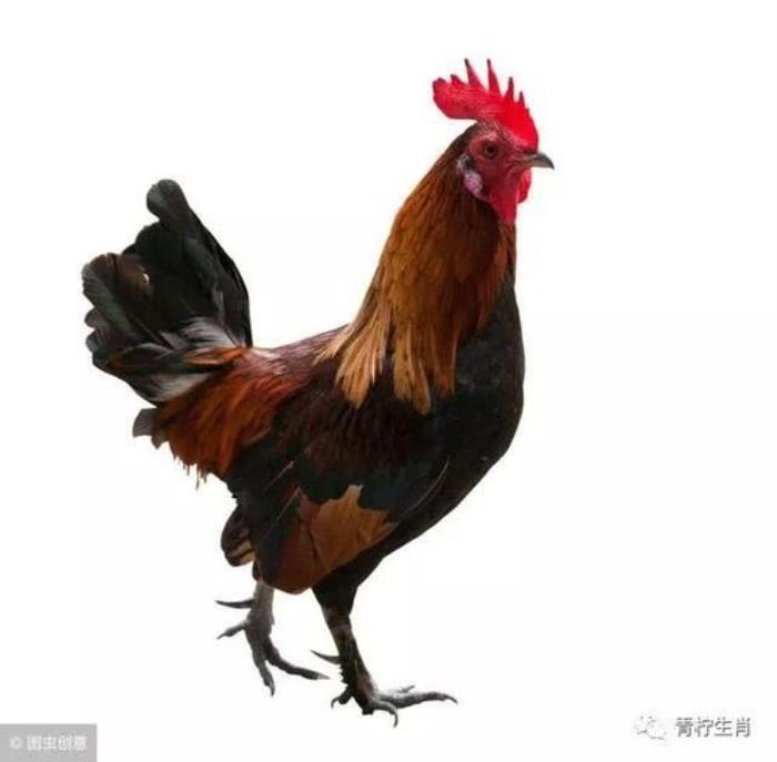 屬相雞的一生運勢如何 69年雞人后十年運程