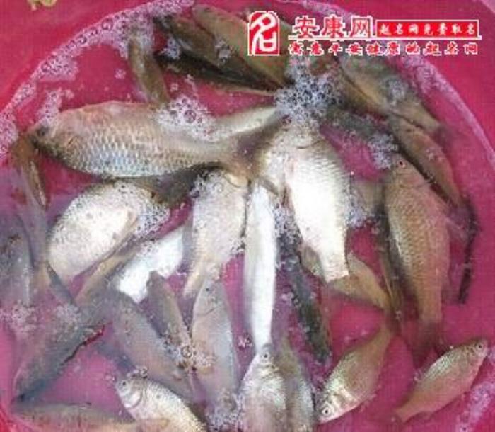 夢見好多魚是怎么回事和現(xiàn)實有關(guān)系嗎 女人夢見捉到好多魚