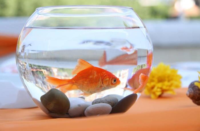 魚缸巧放能旺家運(yùn) 魚缸里放什么聚財(cái)