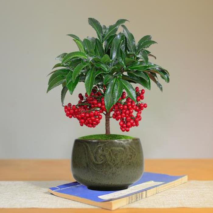 最旺宅的植物 客廳最旺財(cái)?shù)闹参?><br><p>發(fā)家樹(shù)，中國(guó)文明千年傳承，風(fēng)水當(dāng)中有錢(qián)財(cái)之寧，發(fā)家樹(shù)乃木根成土，可旺財(cái)之屬，有八方來(lái)財(cái)，收納之意。寄意、諧音乃茂盛之屬。</p><p>銅錢(qián)草，財(cái)帛如草芥，其以如冰寒，其意表財(cái)帛穩(wěn)定，善財(cái)相納之意。并沒(méi)有災(zāi)害臨身，可旺宿主，宅邸完善之屬。</p><p>松柏樹(shù)，此乃雙木成寧，乃身心安康之屬，可保護(hù)家宅，茂盛宗族之意。其長(zhǎng)青如浦，鐘靈毓秀，乃持久茂盛之意。</p><p>蘭花，正人之蘭，取自卓爾不群，乃樸直不阿，風(fēng)華而立之意。枝繁葉茂，四時(shí)如綠，氣質(zhì)文雅，事件出仕、藝術(shù)之人種植。</p>

          <p>本文地址:http://www.mcys1996.com/jiajufs/468717.html.</p>
          <p style=