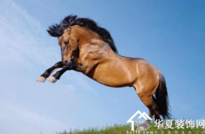 屬虎的人性格特點(diǎn)是什么 屬馬的人的性格是怎么樣的