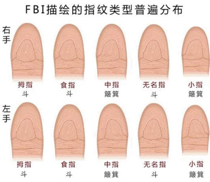 二斗八簸箕男人的命運(yùn)怎么樣 雙斗紋的男人命運(yùn)解釋