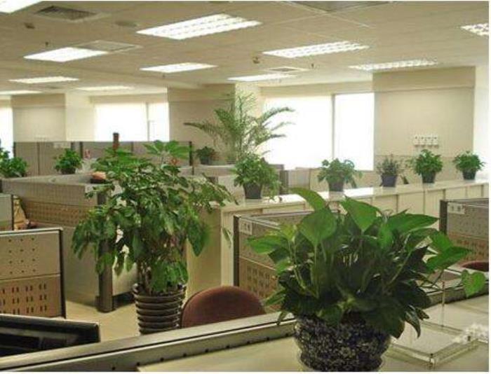 辦公室植物擺放風水講究有哪些 辦公桌上擺放植物禁忌
