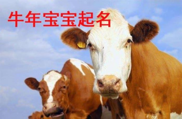 屬牛寓意好的男孩乳名 好聽的男孩乳名牛寶寶