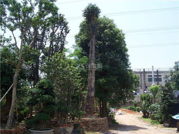 住宅外面什么樣的樹木是吉利的 住宅種什么樹最好