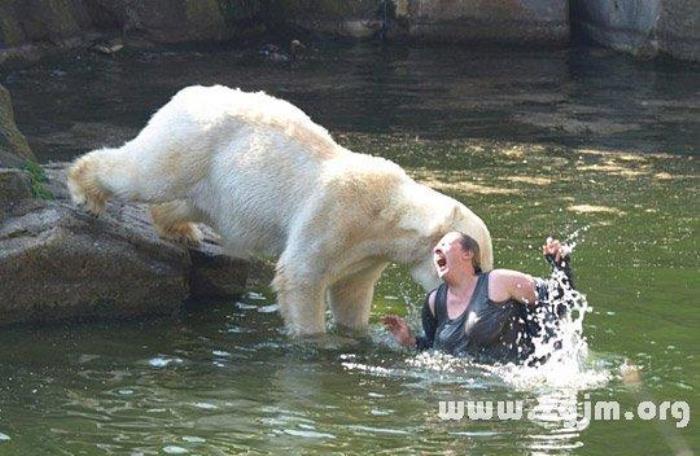 夢見狗熊 男人夢見被熊追是什么意思