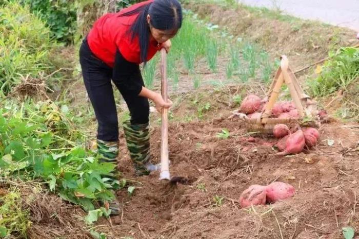 夢(mèng)見自己在地里挖紅薯 女人夢(mèng)見挖了好多紅薯是什么意思