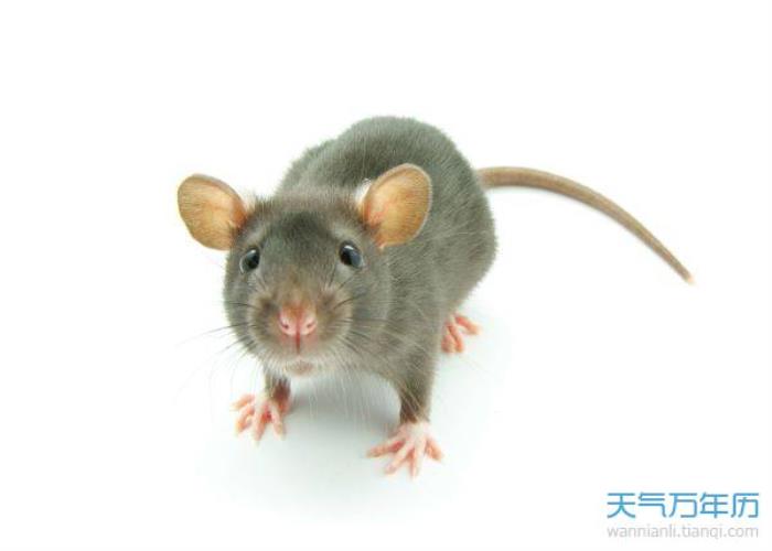 2008年屬相鼠幾點(diǎn)出生最好 屬鼠哪個(gè)時(shí)辰出生好