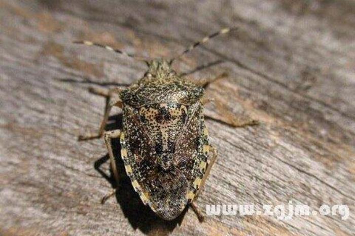 夢見臭蟲 夢見打死很多臭蟲真惡心