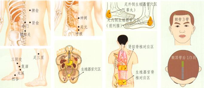 腎虛型陽痿-早泄刮痧