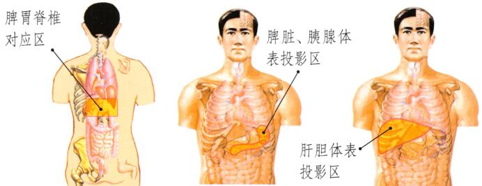 皮膚松弛刮痧部位