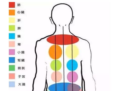 五臟六腑在背部的反應區(qū)