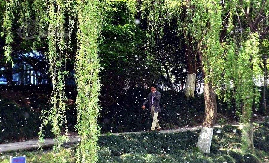 花粉 柳絮 過敏