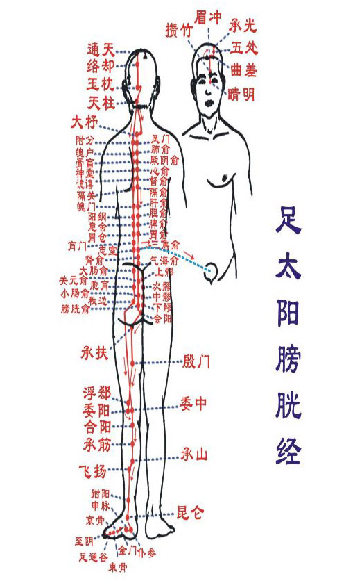 人體經絡圖 足太陽膀胱經