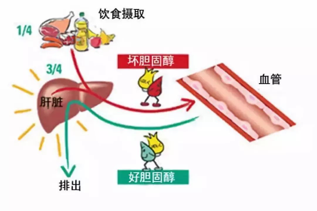好膽固醇 壞膽固醇
