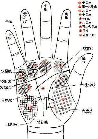 手相圖解大全女感情線_手相圖解女_女手相圖解