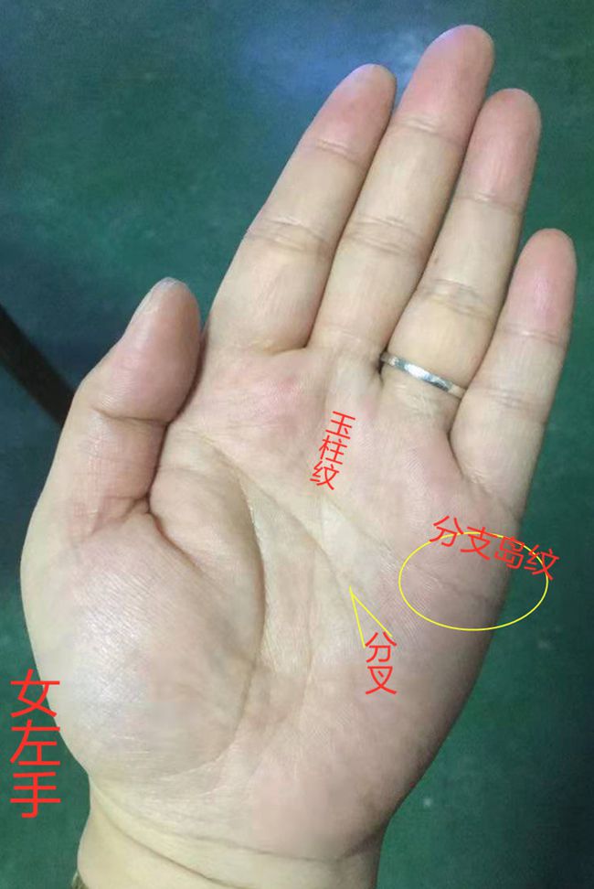 婚姻線分叉_女人左手婚姻線有分叉_成功線在智慧線分叉